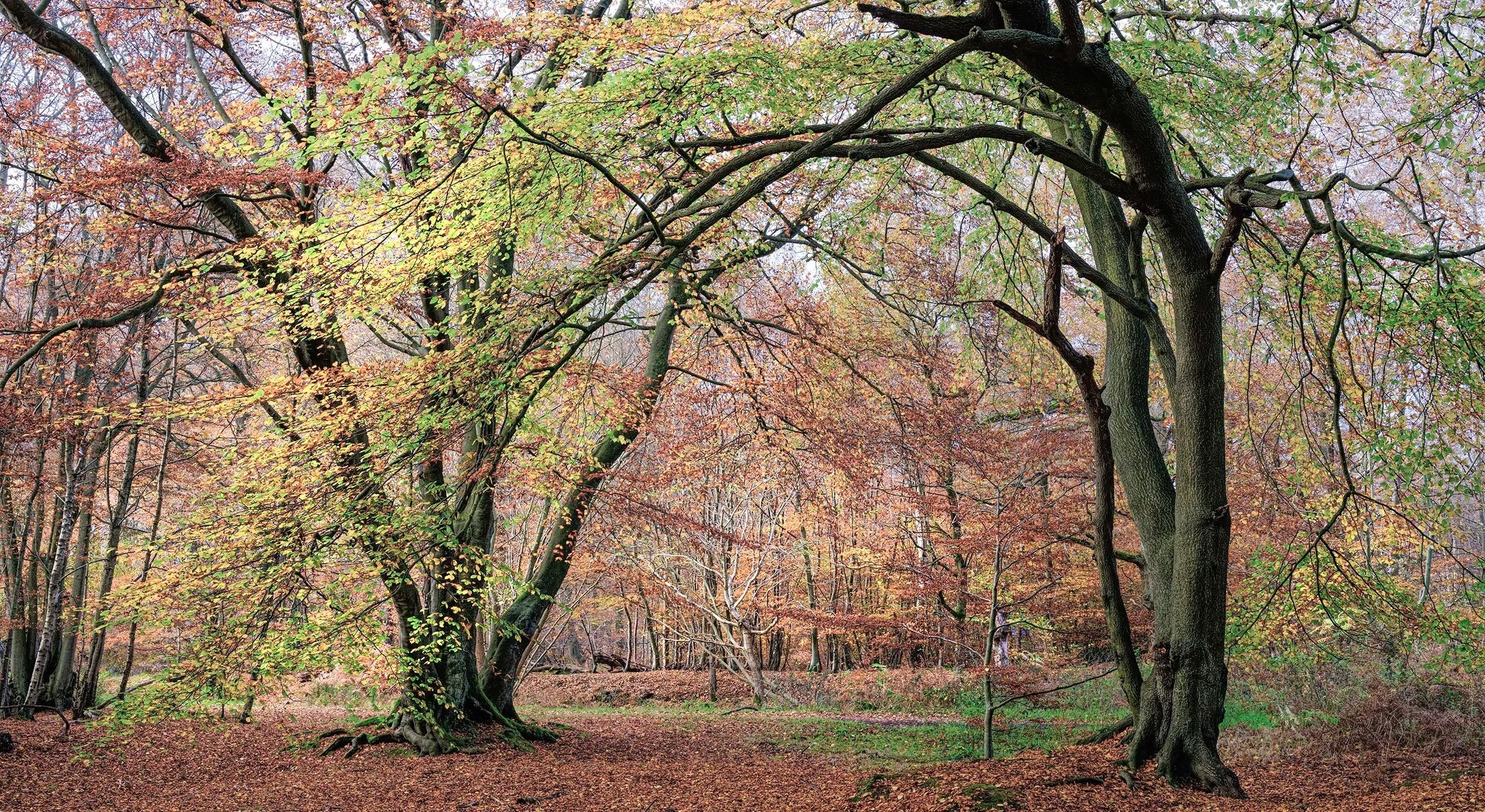 Forest Colour in Autumn, taken in Epping Forest , Essex, UK
