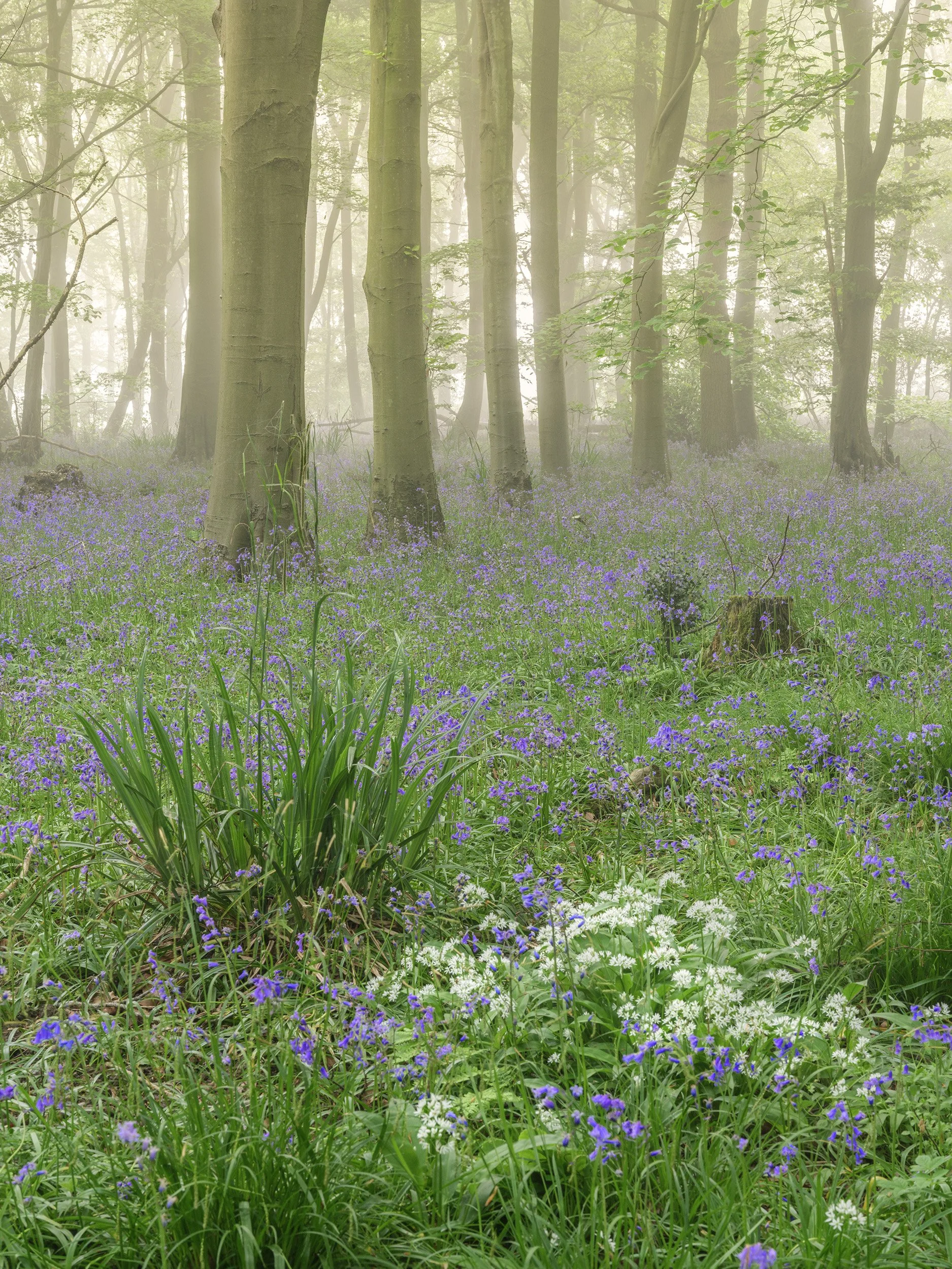 10 Essex Bluebell Wood Booklet Download 