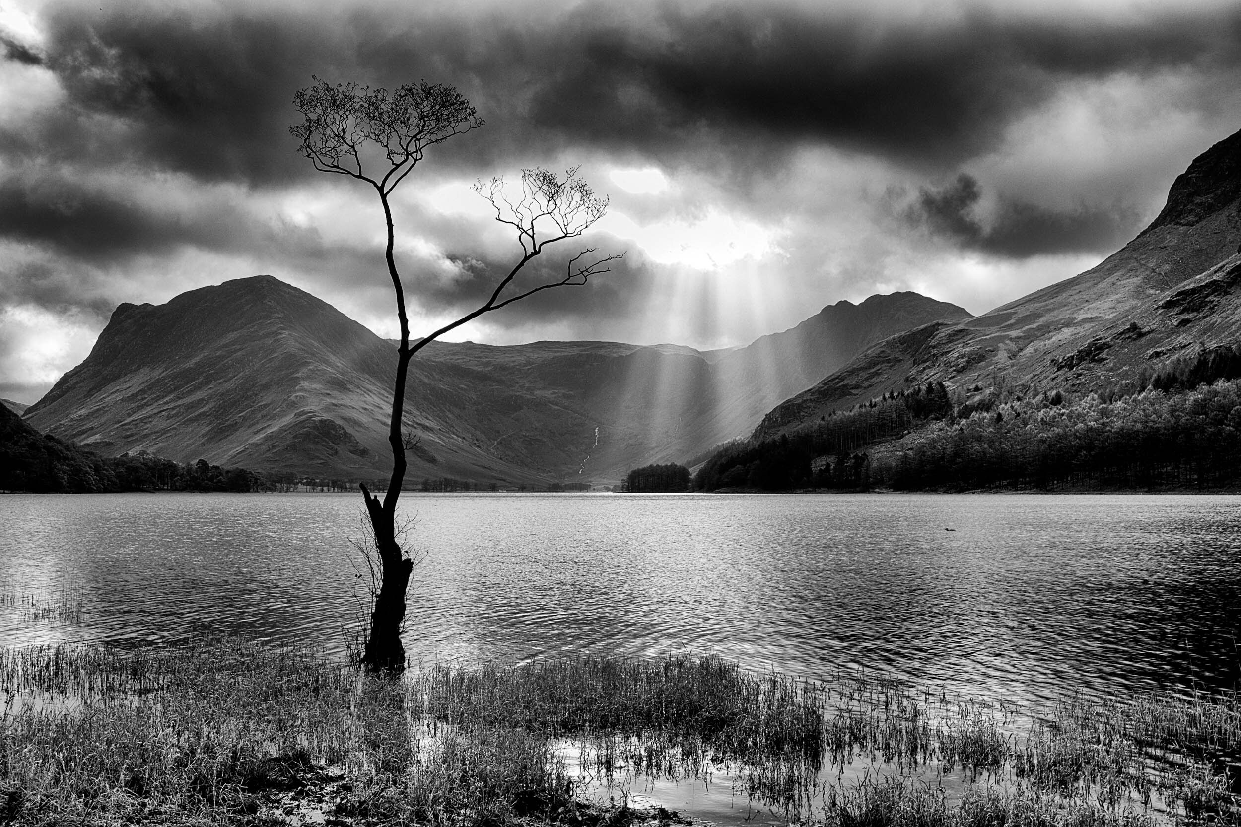Buttermere Tree