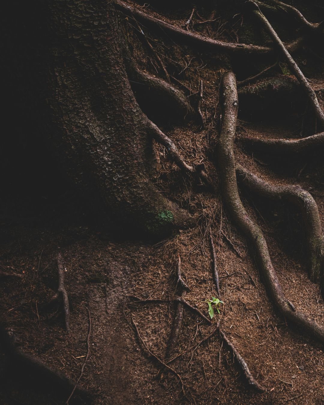ROOT DOWN DEEP.jpg