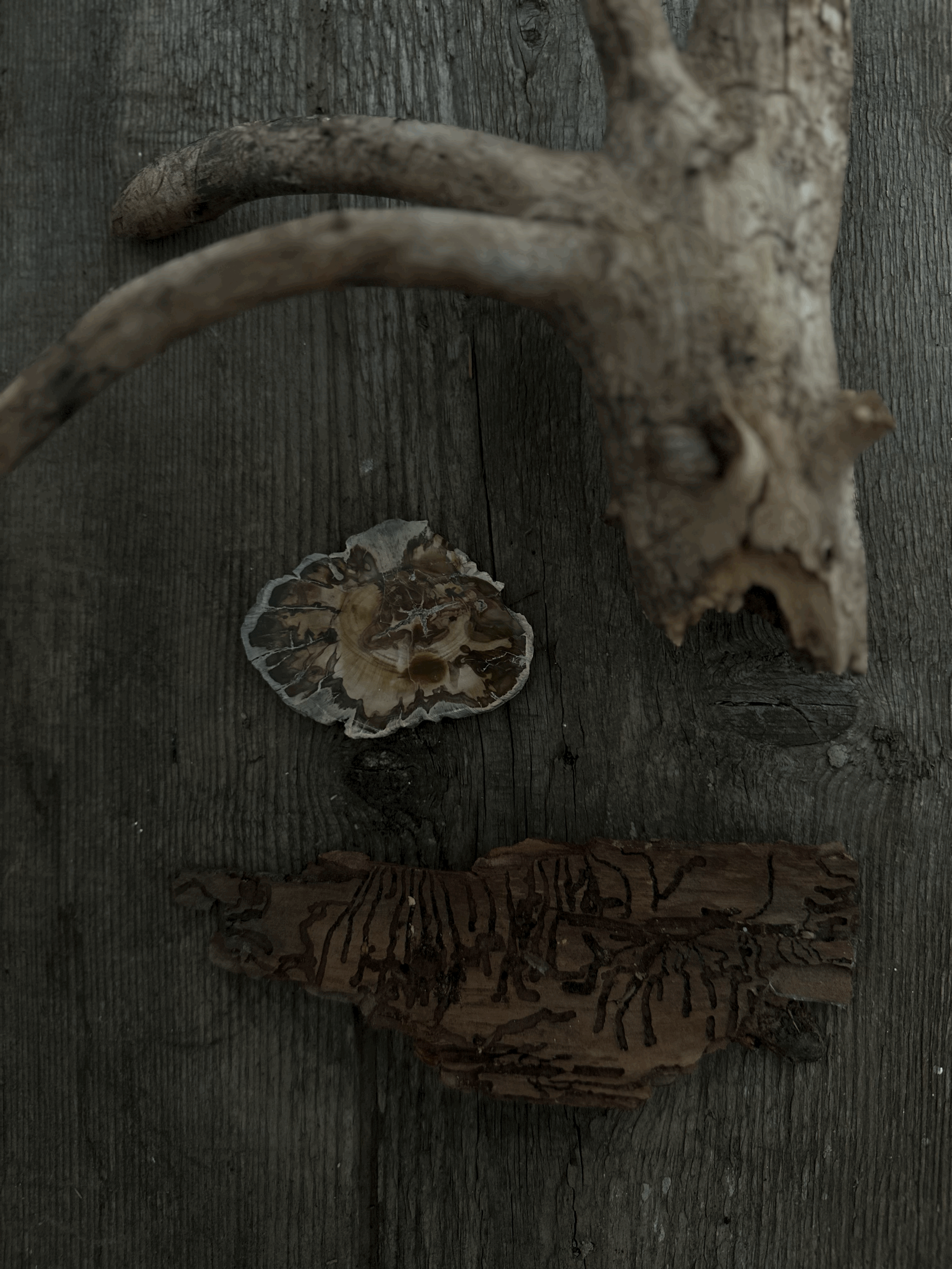 tempImage3DPtL2.gif (Kopie)