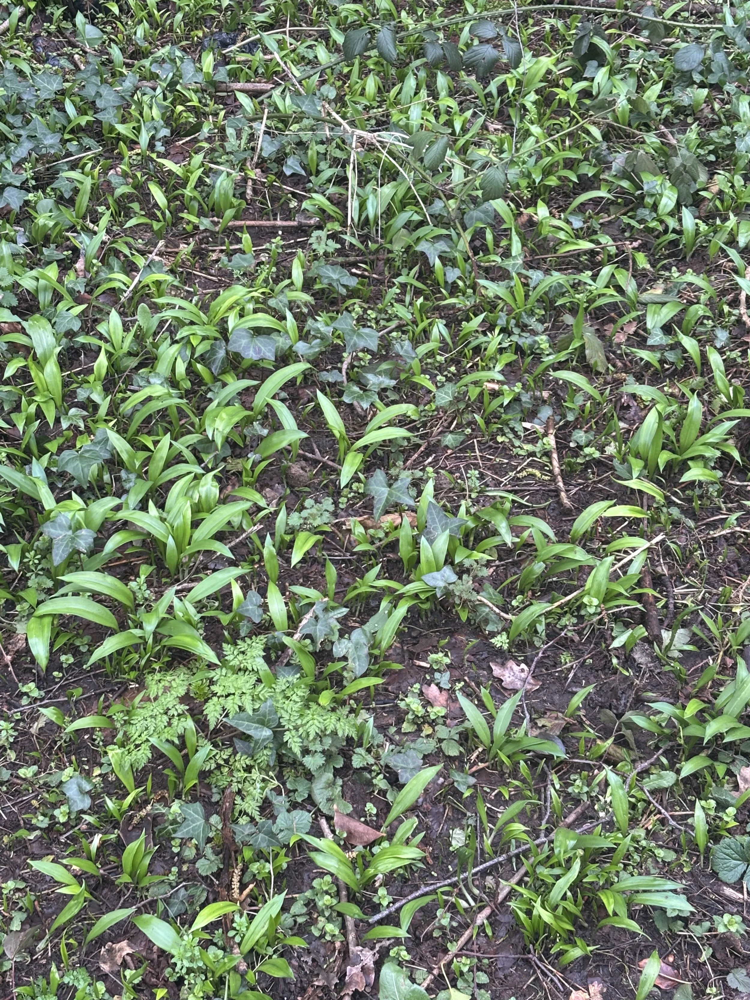 "I have walked myself into my best thoughts." 