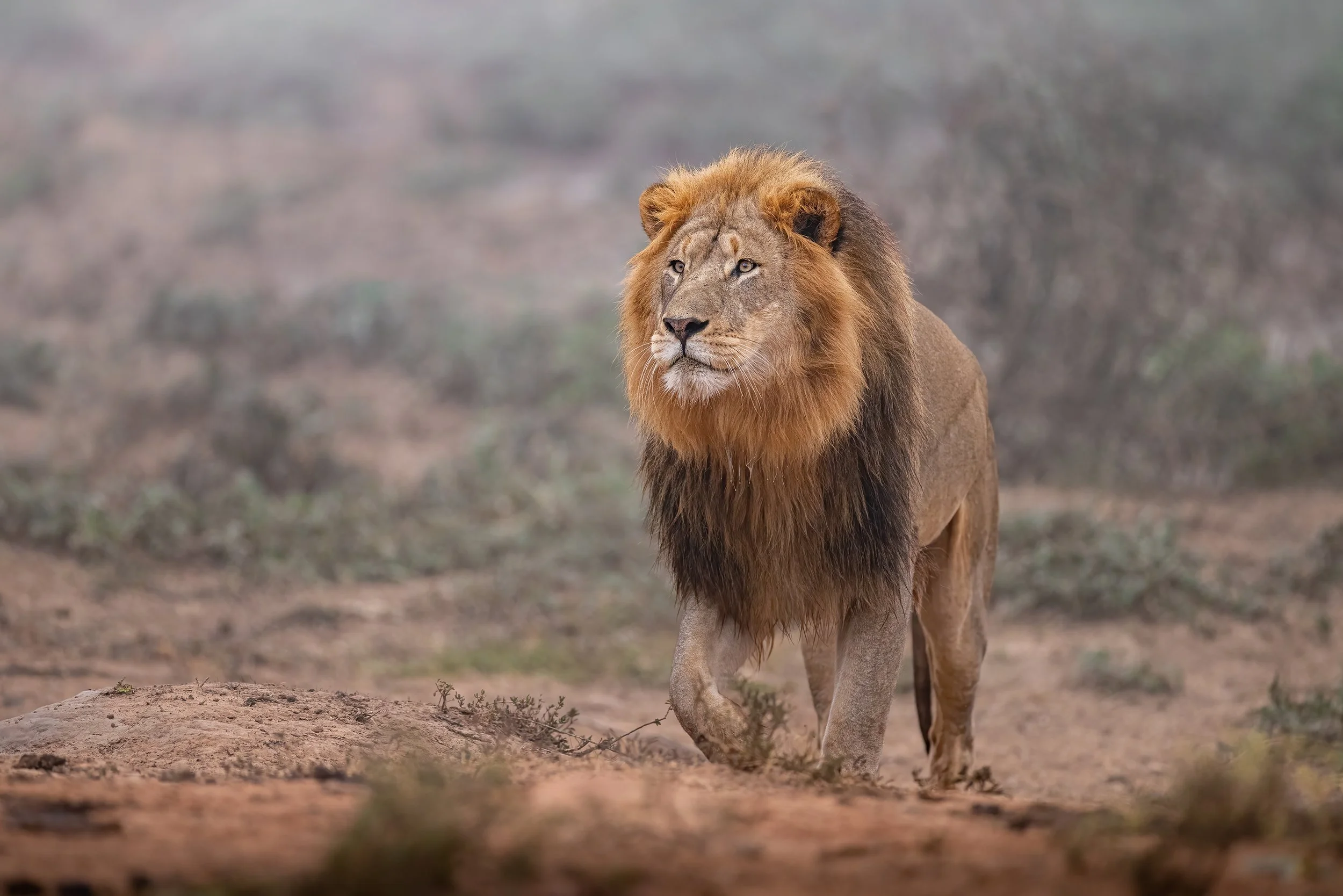 male-lion-mist-south-africa-followmenorth.jpg
