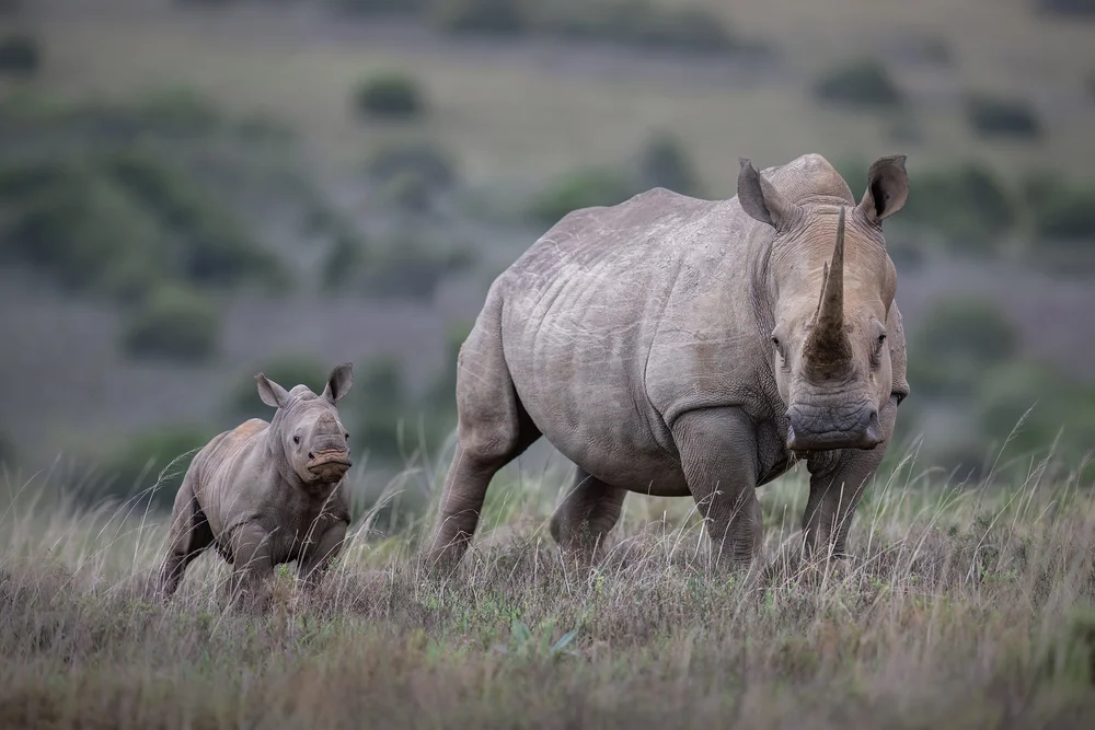 Wildlife photography highlights — image 3