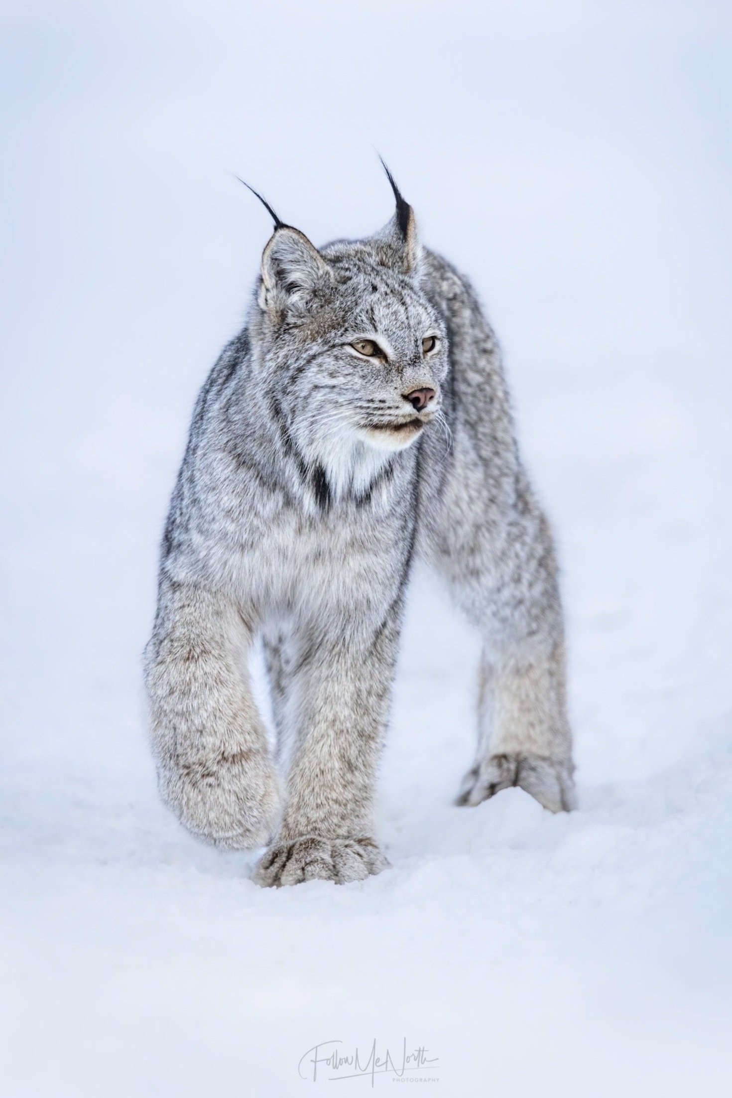 Part 2: Canada Lynx Quest Continued — Follow Me North