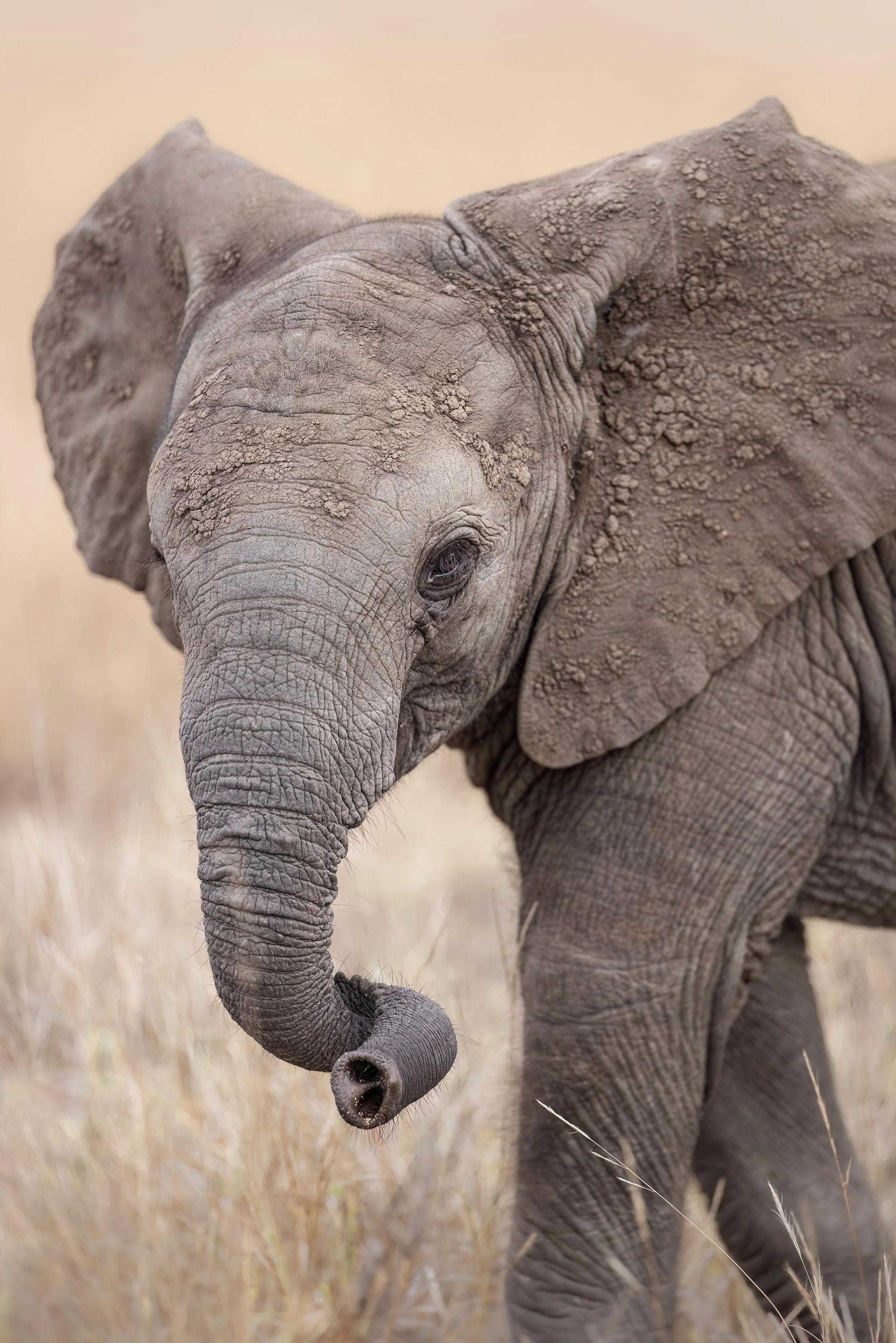 solo-elephant-south-africa-followmenorth.jpg