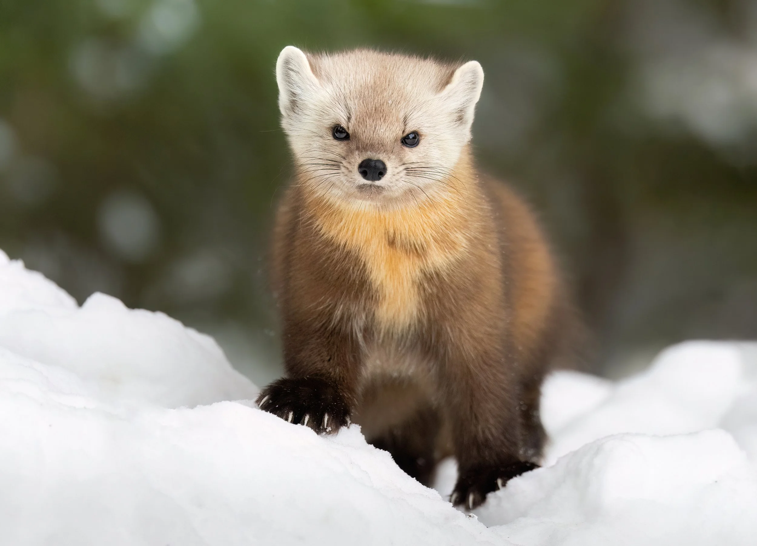 winter-pine-marten-algonquin-park-smile-followmenorth.jpg