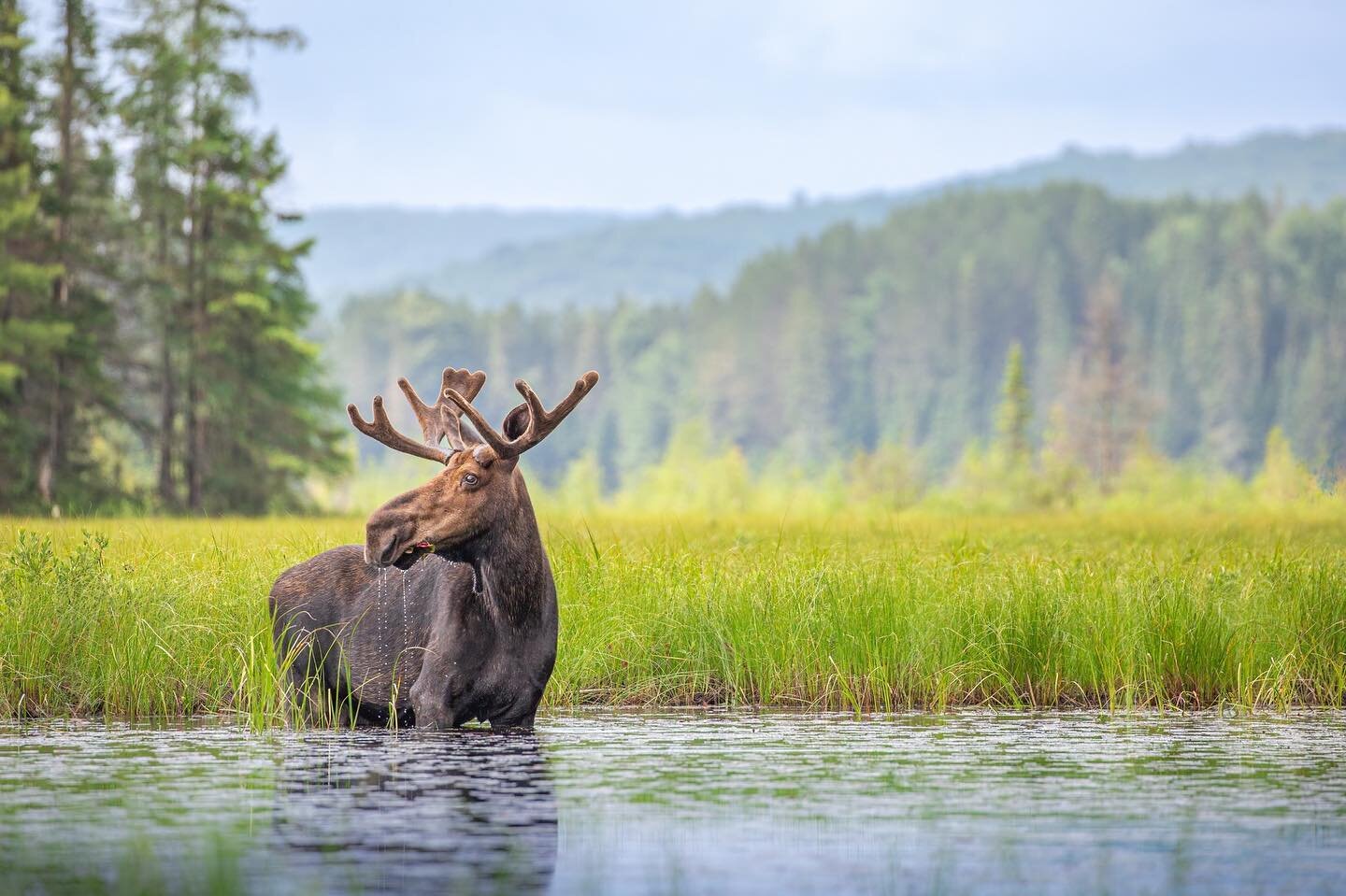 Hello everyone, the @canadianconservation  auction #5 is now live!!! 

We&rsquo;re proud to donate this @followmenorth image and it&rsquo;s now available for bids to support the @Canadianconservation initiative.  This munching moose is available now 