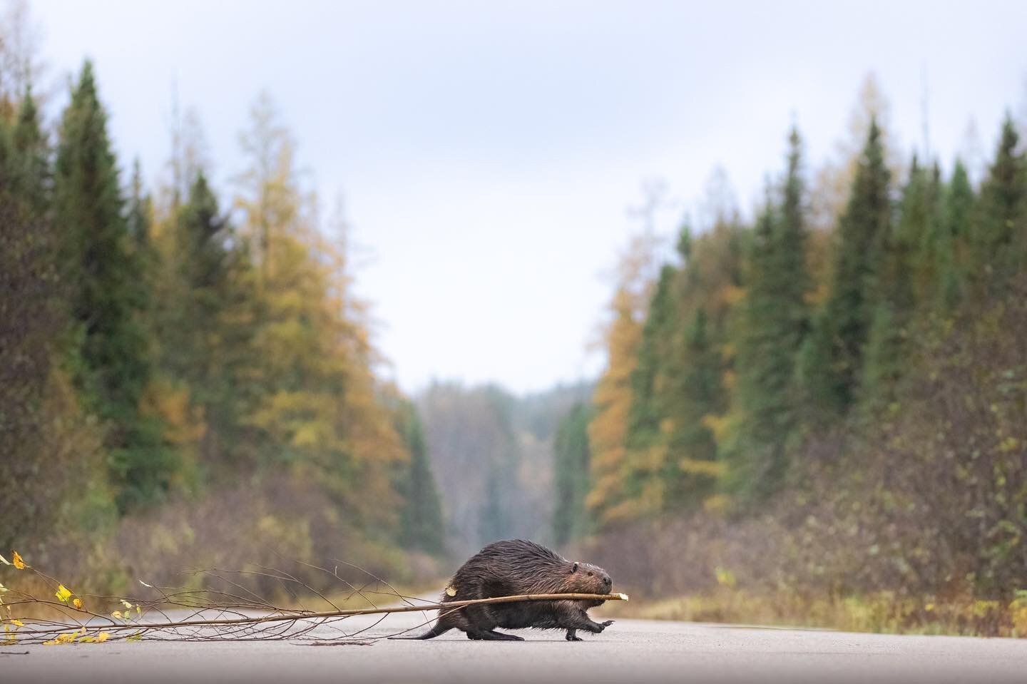 Hello everyone, the @canadianconservation auction #5 is now live!!! 

We&rsquo;re proud to donate this @followmenorth image and it&rsquo;s now available for bids to support the @Canadianconservation initiative.  How can you not just fall in love with