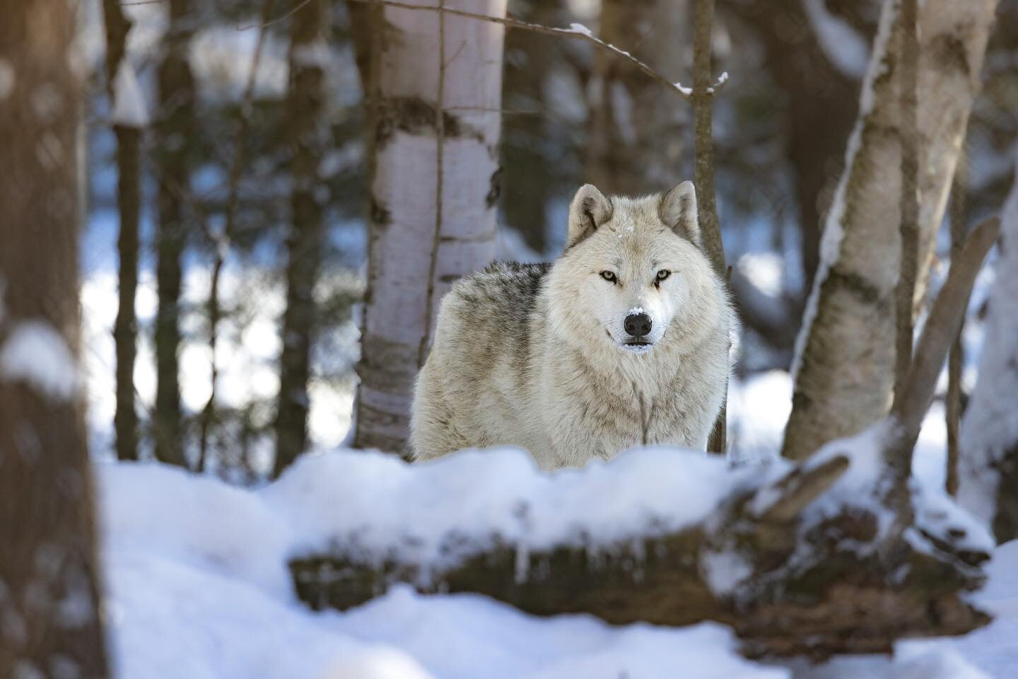 It&rsquo;s Giving Tuesday! Did you know we&rsquo;re @aspenvalleywildlifesanctuary ambassadors? We&rsquo;ve been donating our time at the sanctuary offering small, guided photography workshops focusing on ethical wildlife photography in the wild. All 