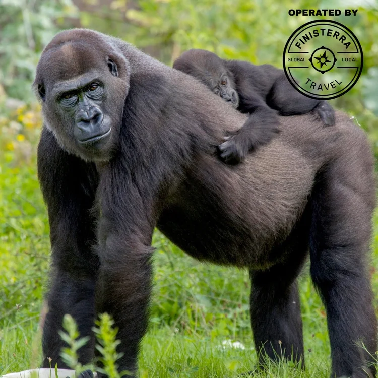 Mountain gorilla photographed on the gorilla trekking safari