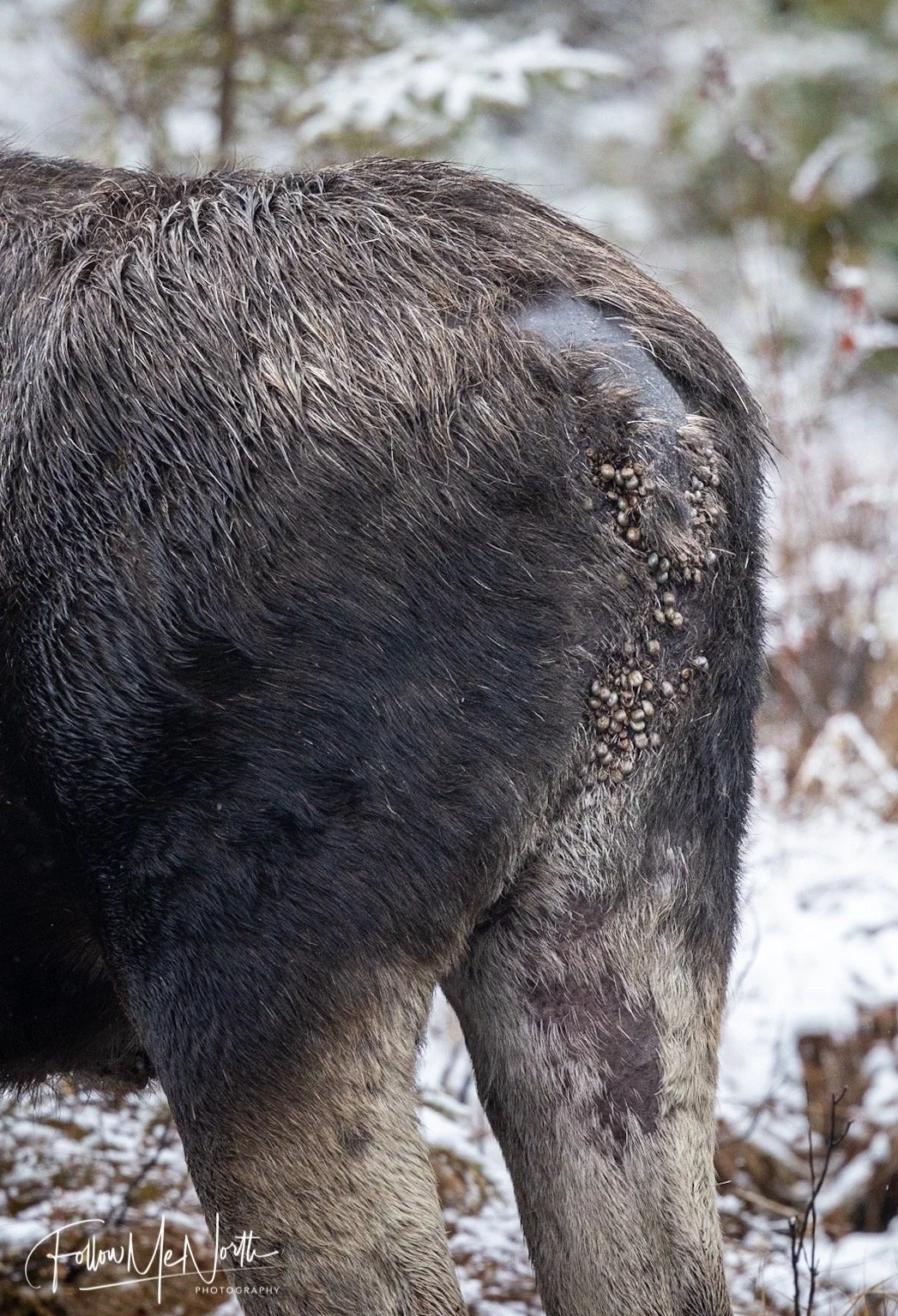 Winter Ticks vs. Moose in Algonquin Park — Follow Me North
