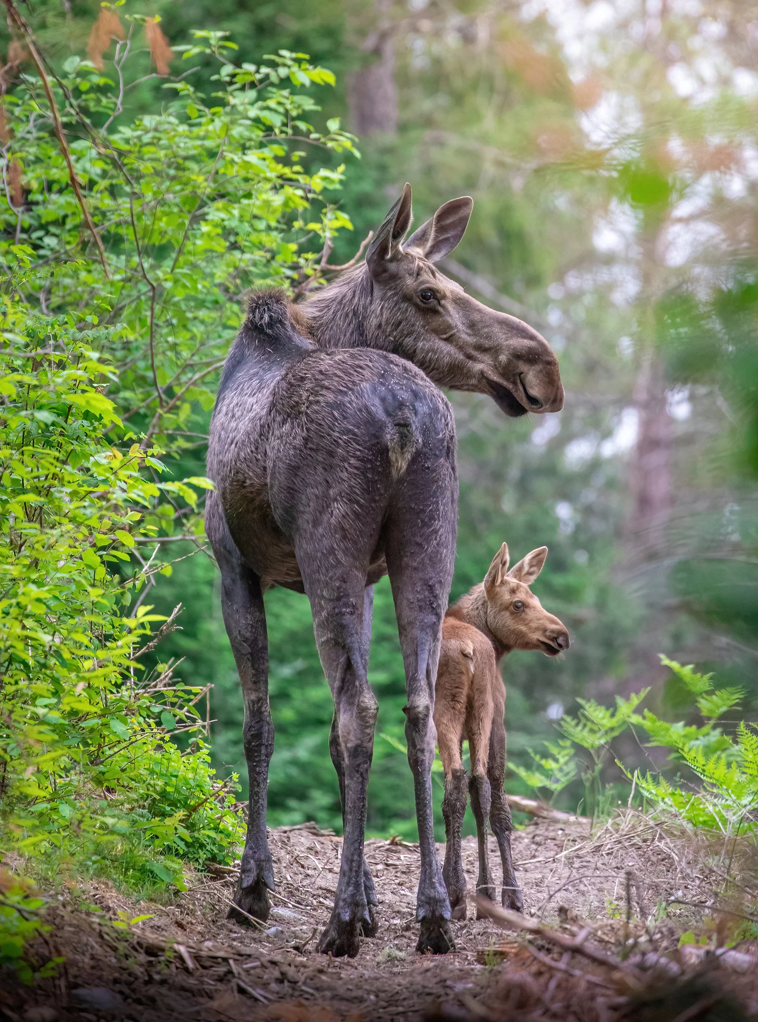 Cow moose and her young calf together in a green Algonquin Park meadow