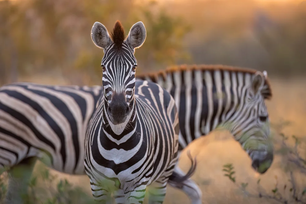 Wildlife photography highlights — image 4