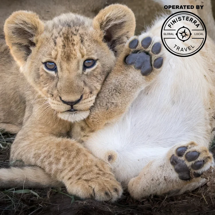 Wildlife on the South Africa photography safari