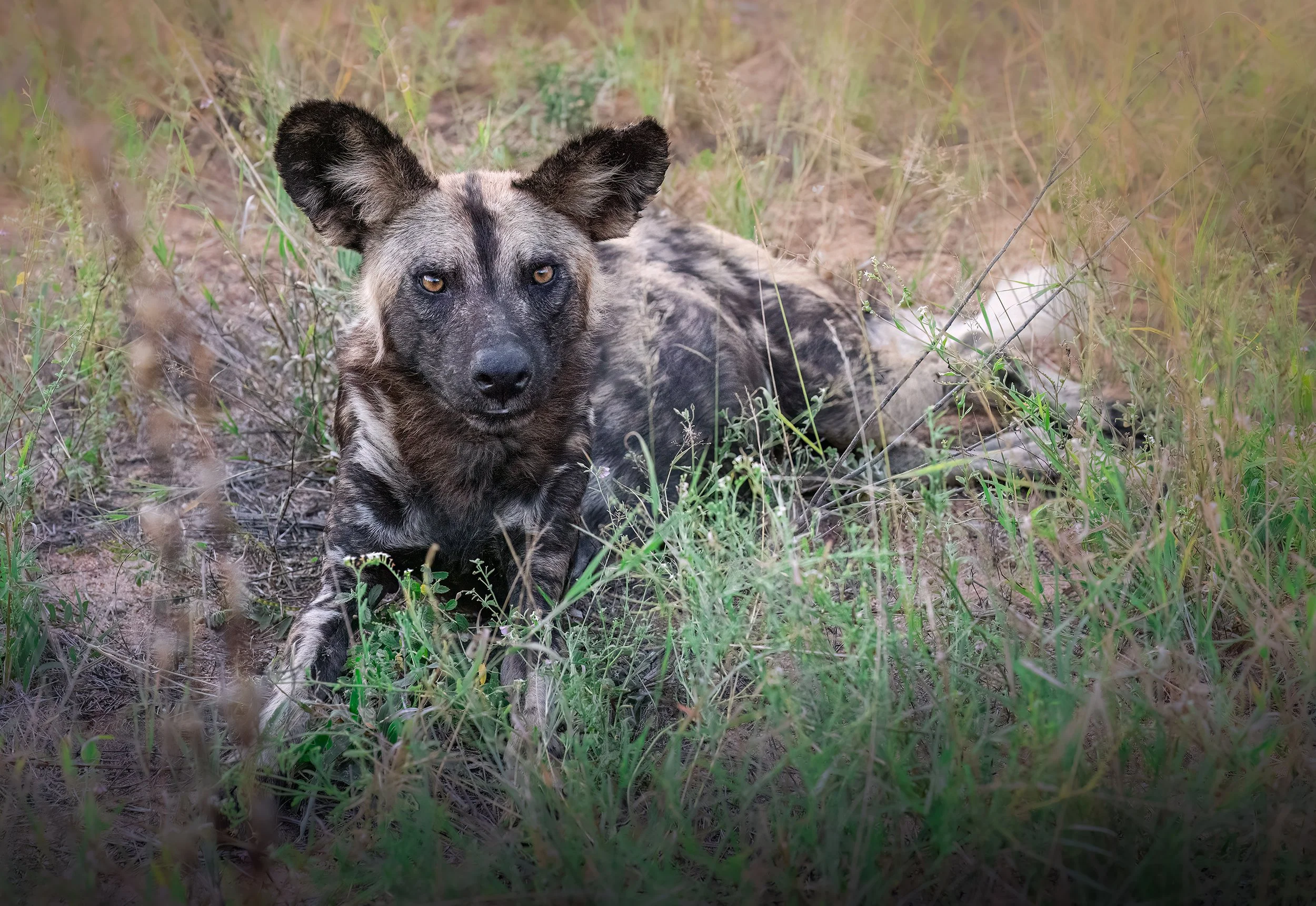 African wild dog photographed by Follow Me North