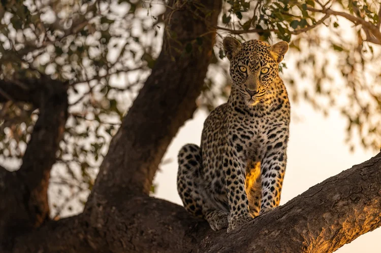 Leopard resting in a tree, photographed on a Follow Me North African photography safari