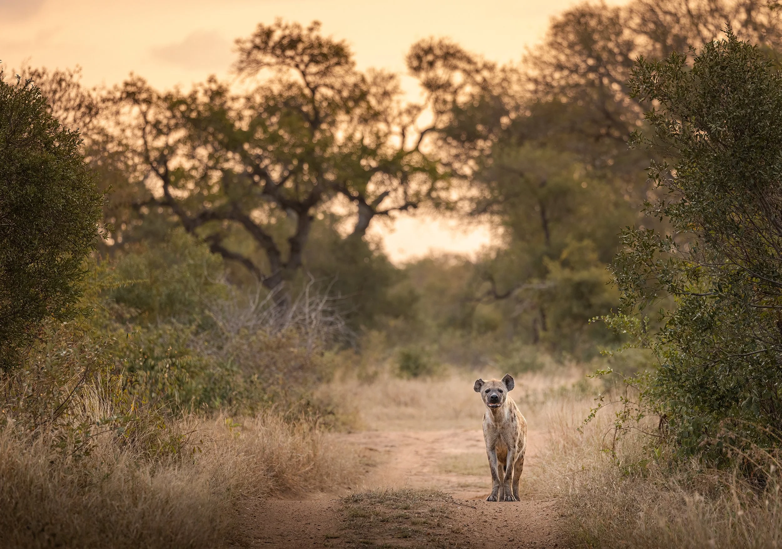 hyena-solo-south-africa-followmenorth.jpg