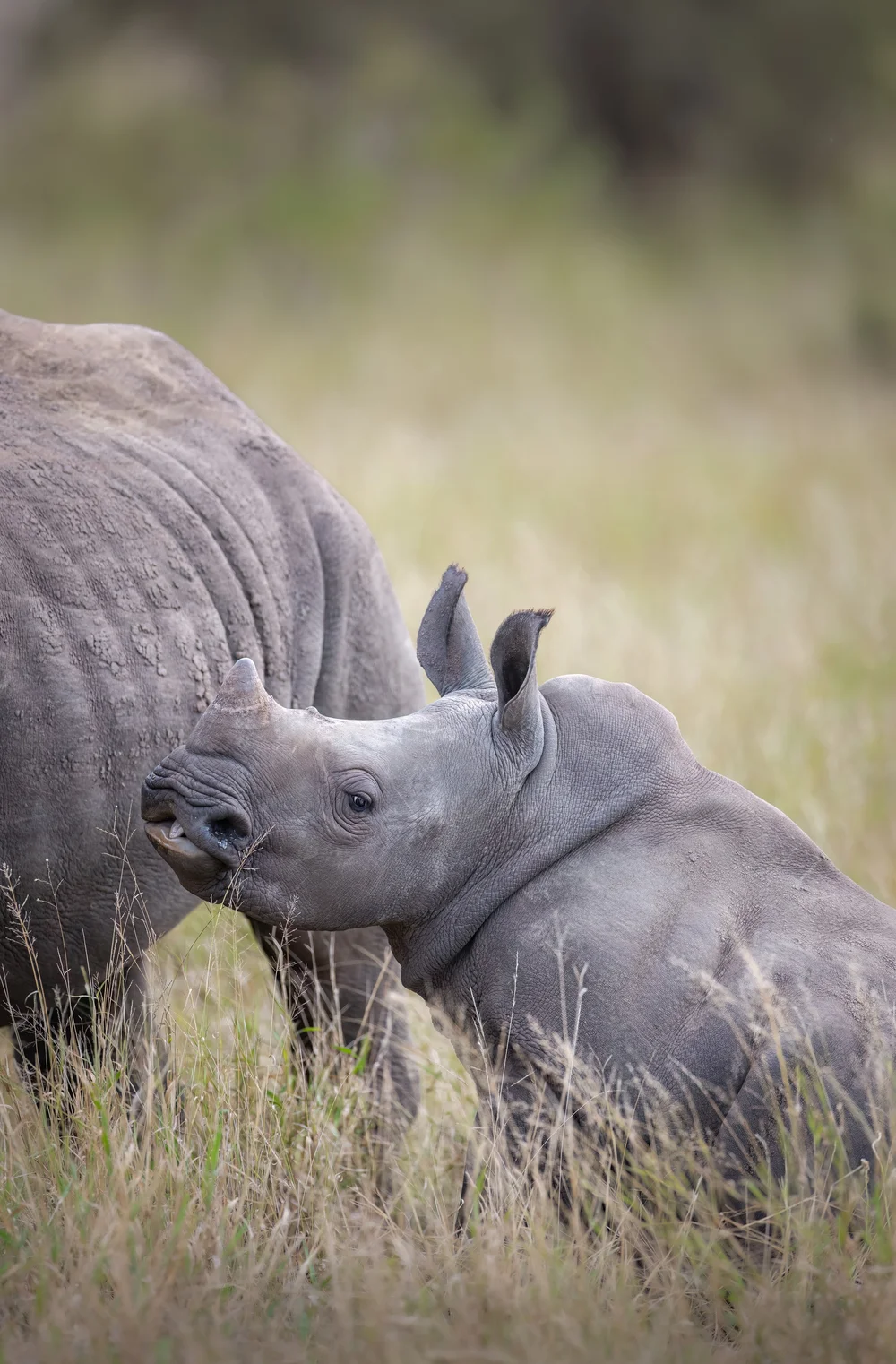 Wildlife photography in Khwai — image 4