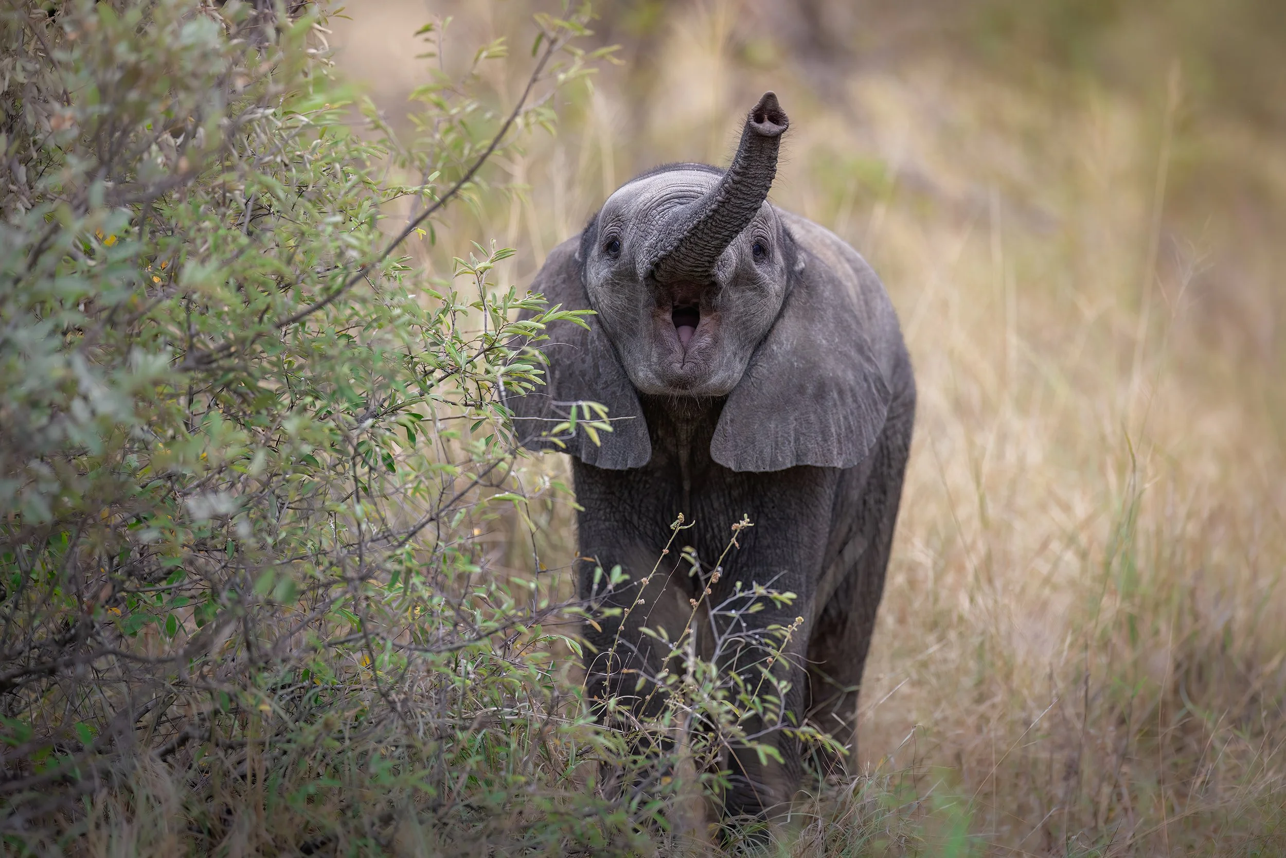 baby-elephant-south-africa-trunk-followmenorth.jpg