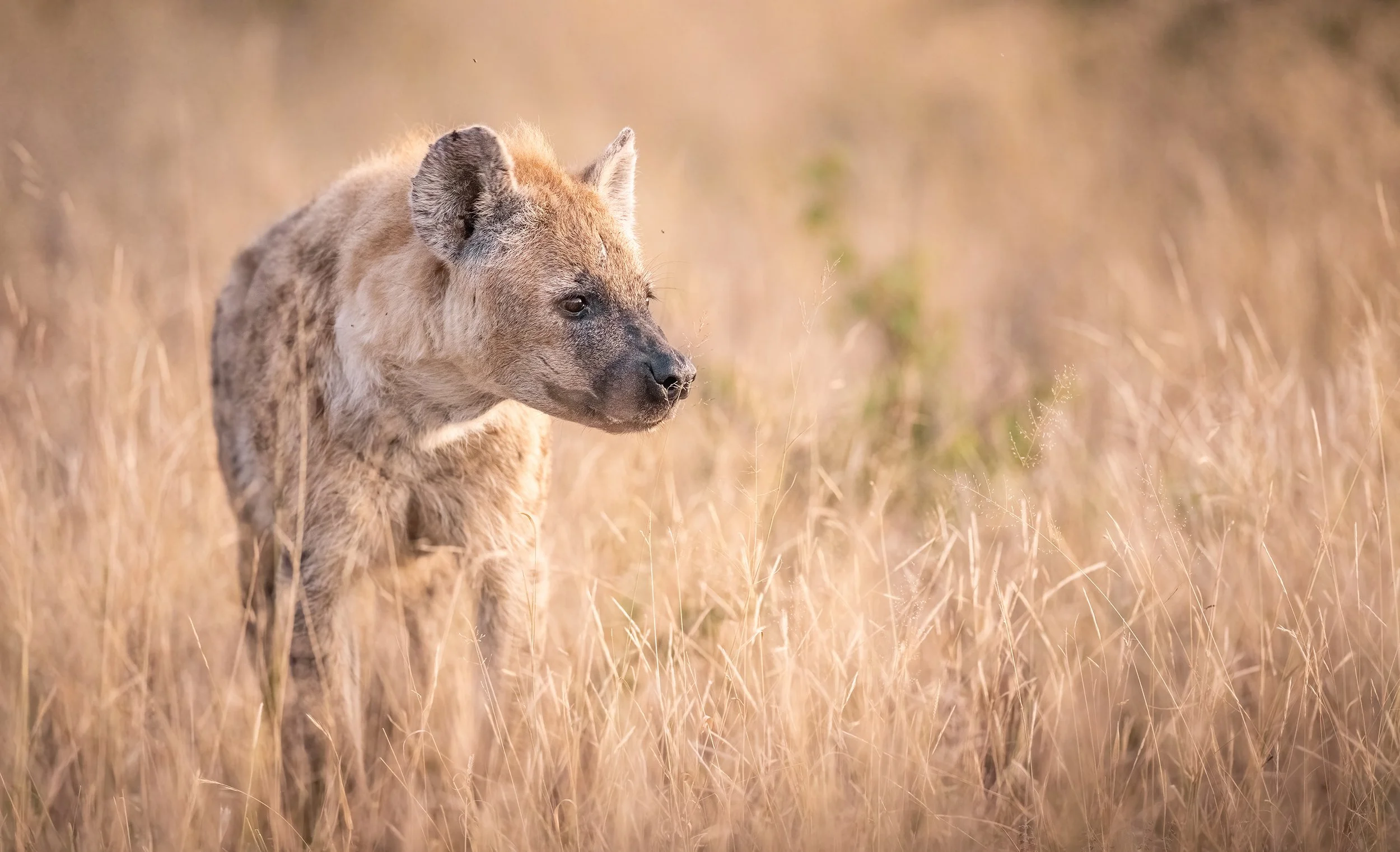 hyena-south-africa-followmenorth.jpg