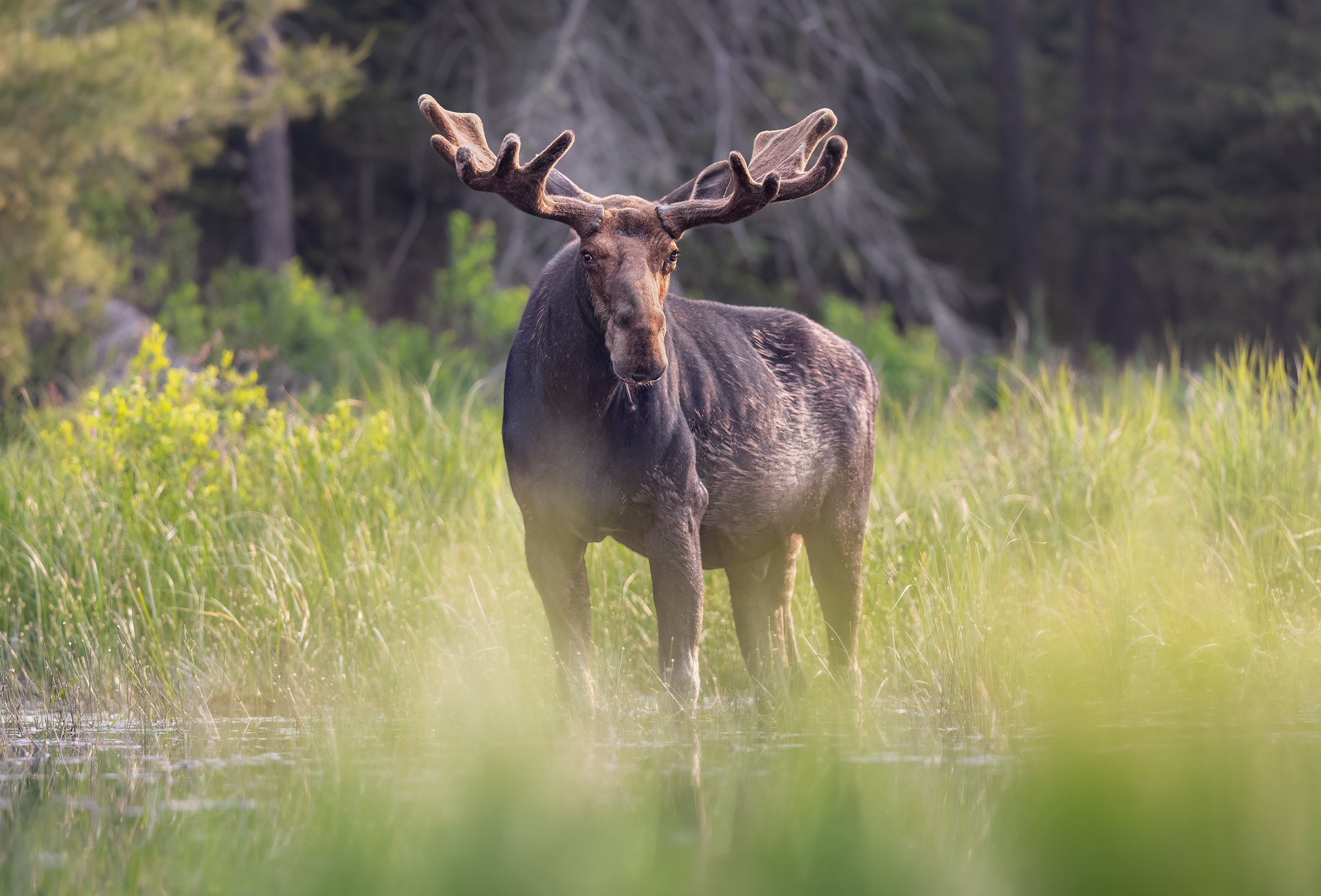 summer-bull-moose-backcountry-water-algonquin-park-followmenorth.jpg