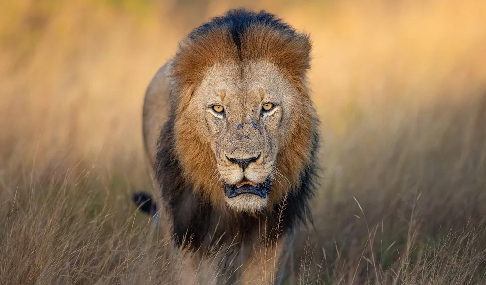 Wildlife photography by Follow Me North