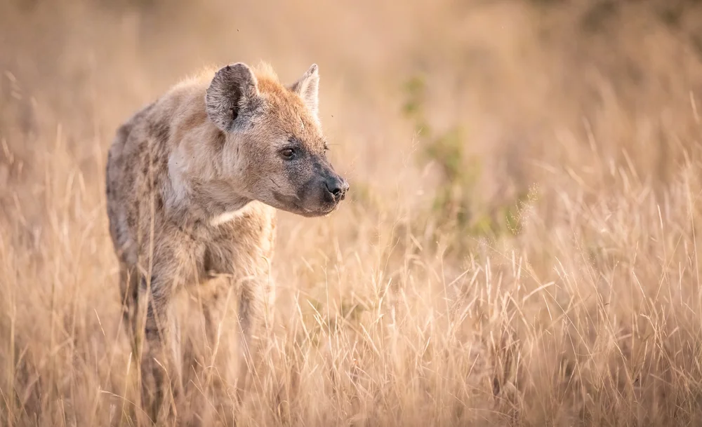 Wildlife photography in the Delta — image 3