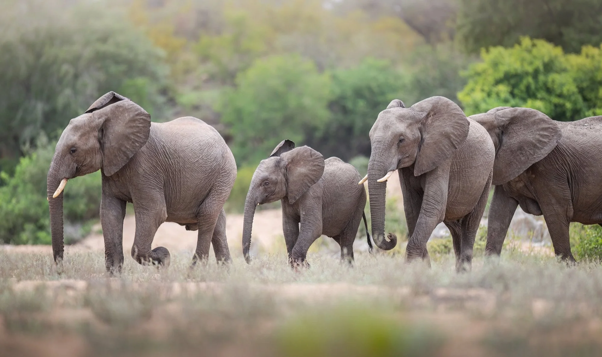 12 Elephant herd crossing a river in South Africa.jpg