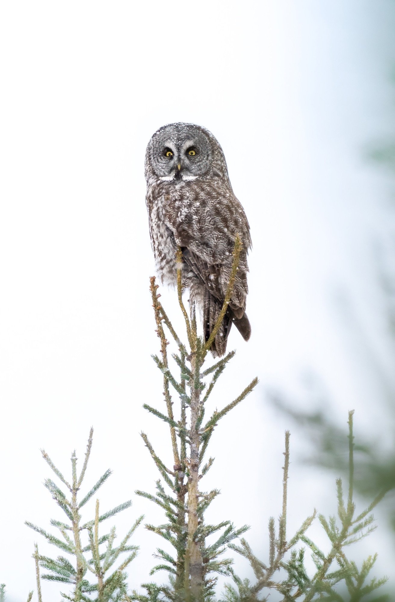 06 Great grey owl perched in the boreal forest, Algonquin Park.jpg
