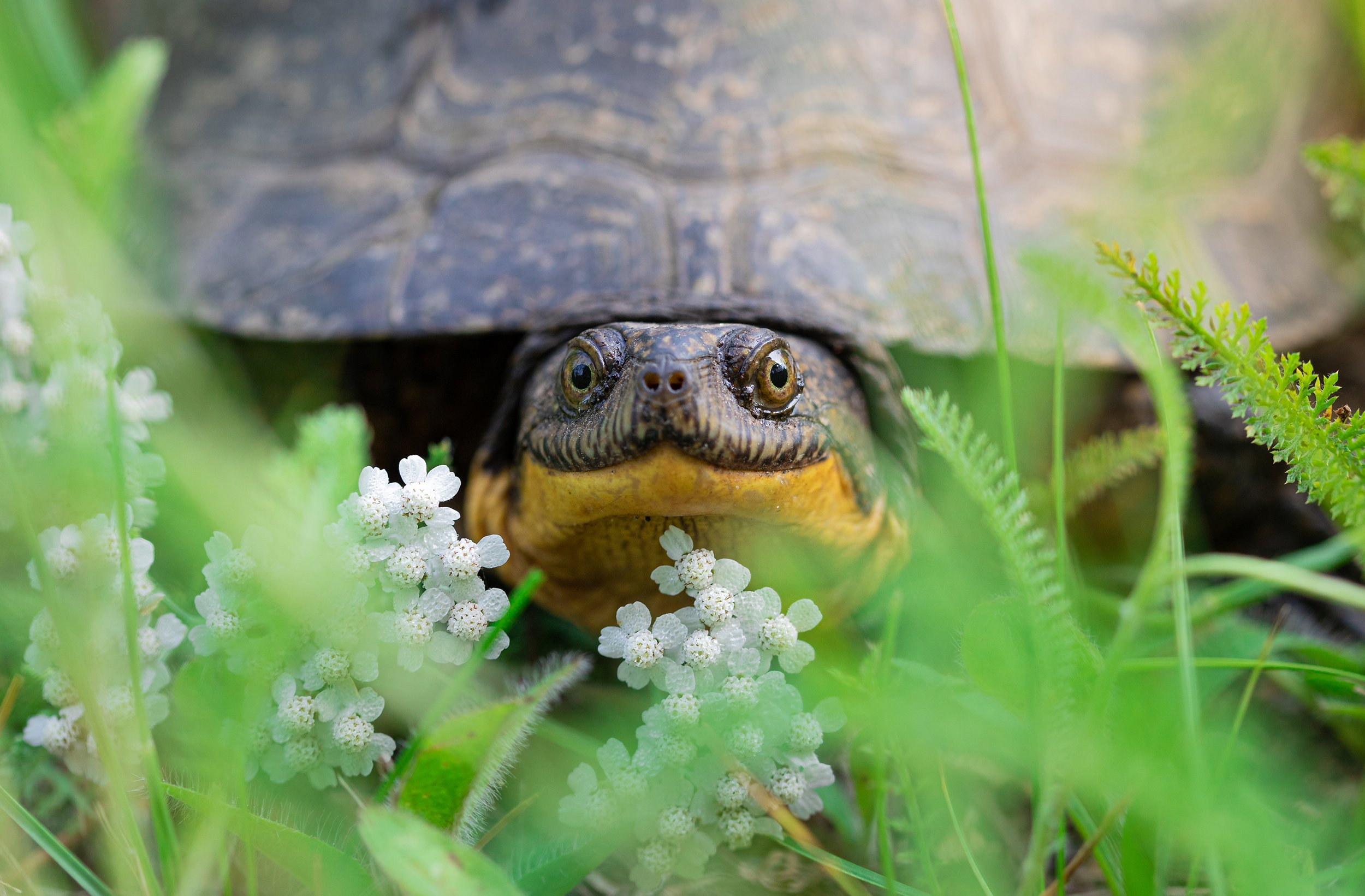 summer-turtle-algonquin-park-followmenorth.jpg
