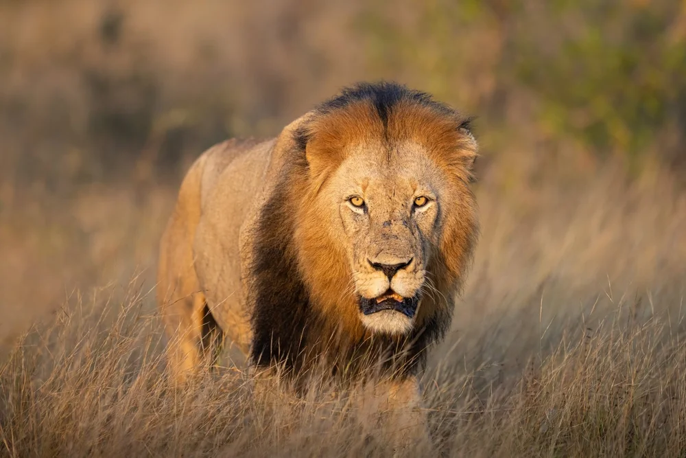 Wildlife photography in Khwai — image 3
