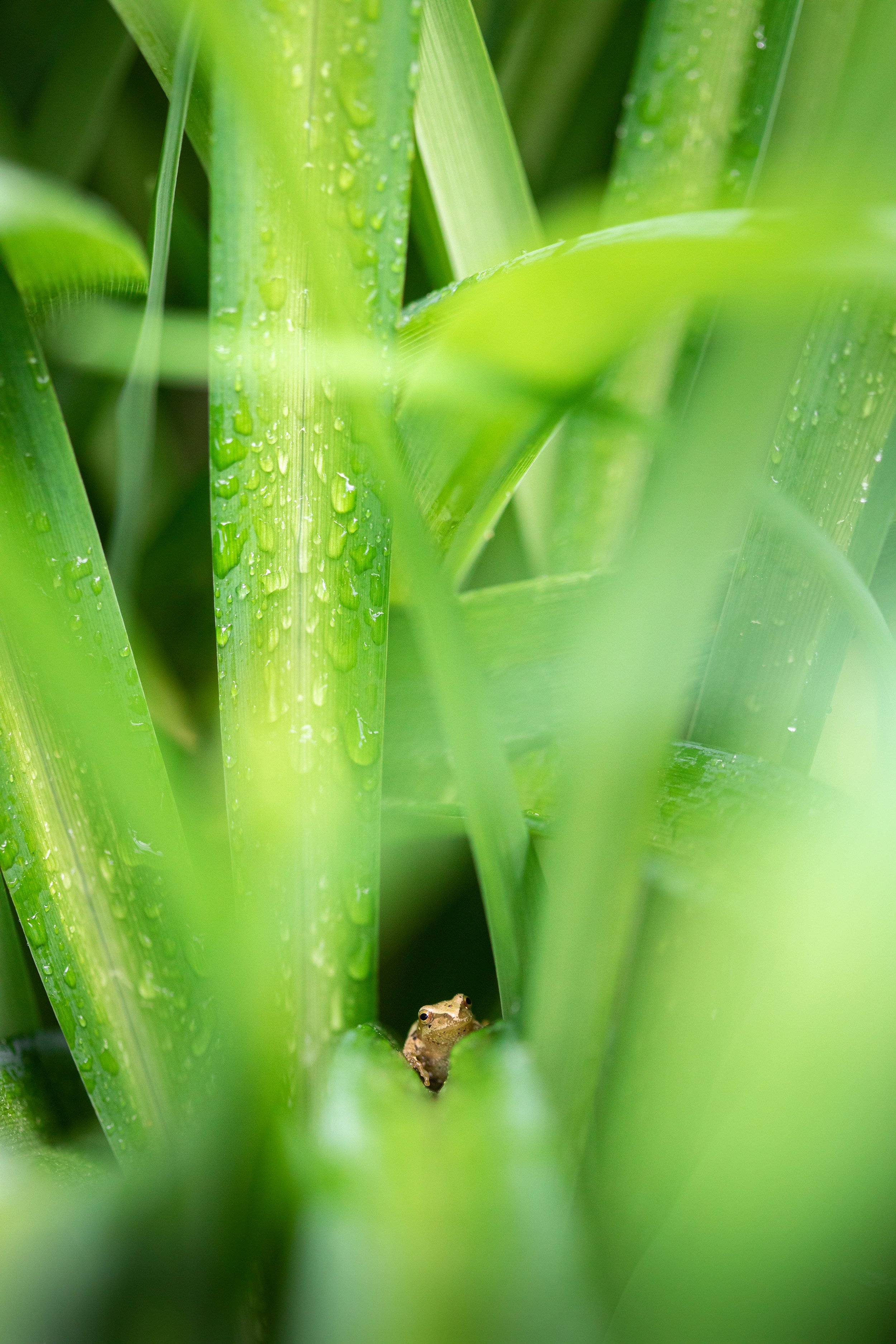 summer-frog-algonquin-park-followmenorth.jpg
