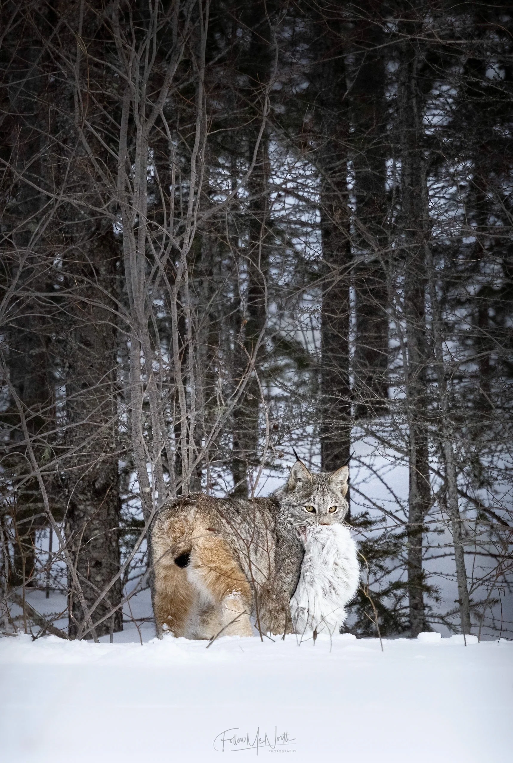 Part 2: Canada Lynx Quest Continued — Follow Me North