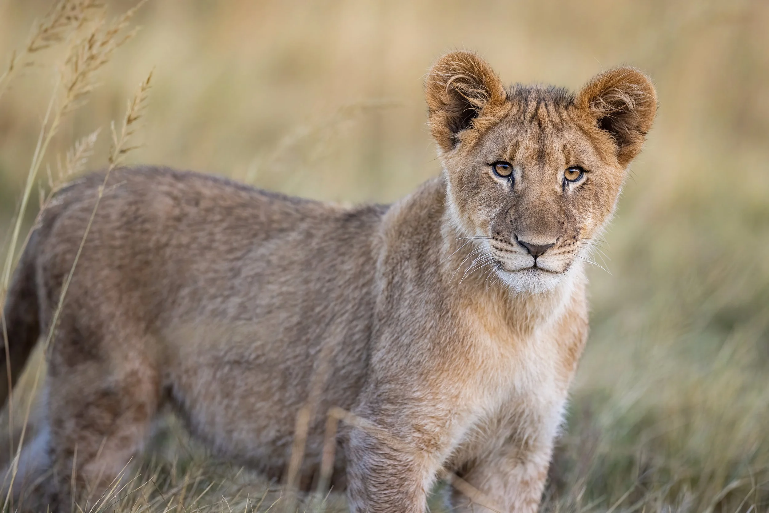 summer-lion-cub-south-africa-followmenorth.jpg