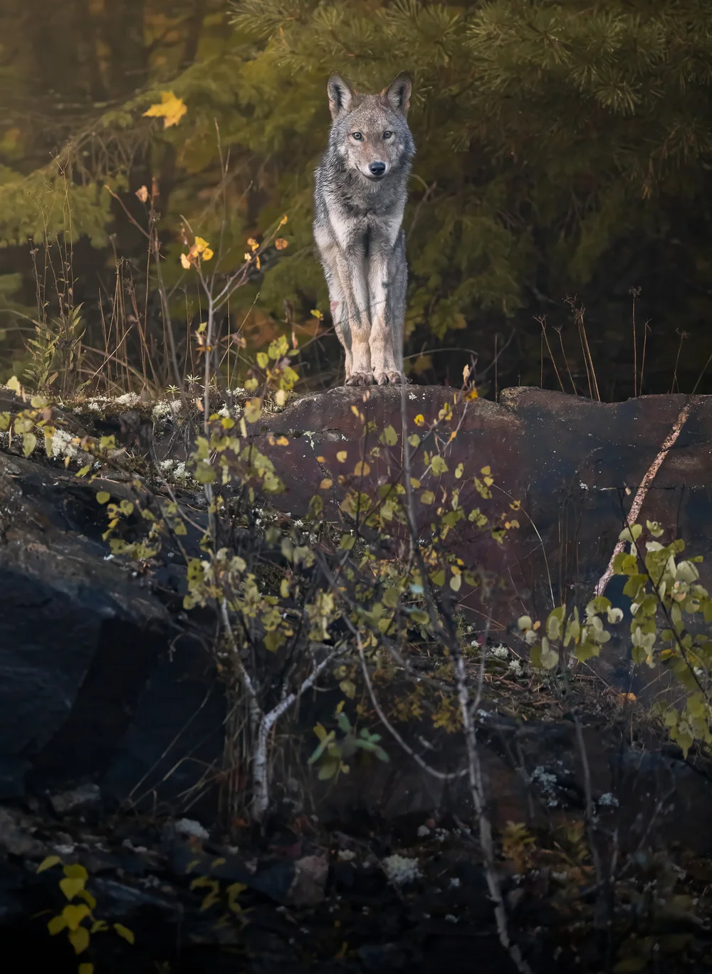 Wild wolf in summer in Algonquin Park