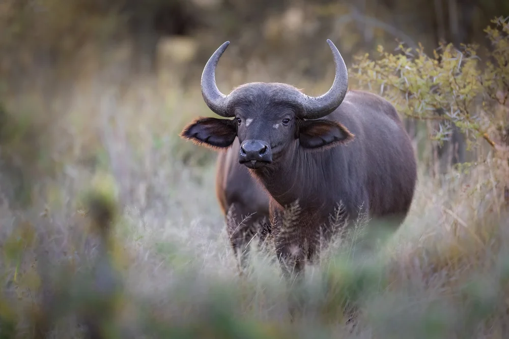 Safari wildlife photography — image 2