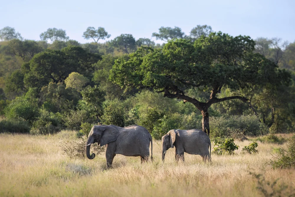 More wildlife photography — image 4