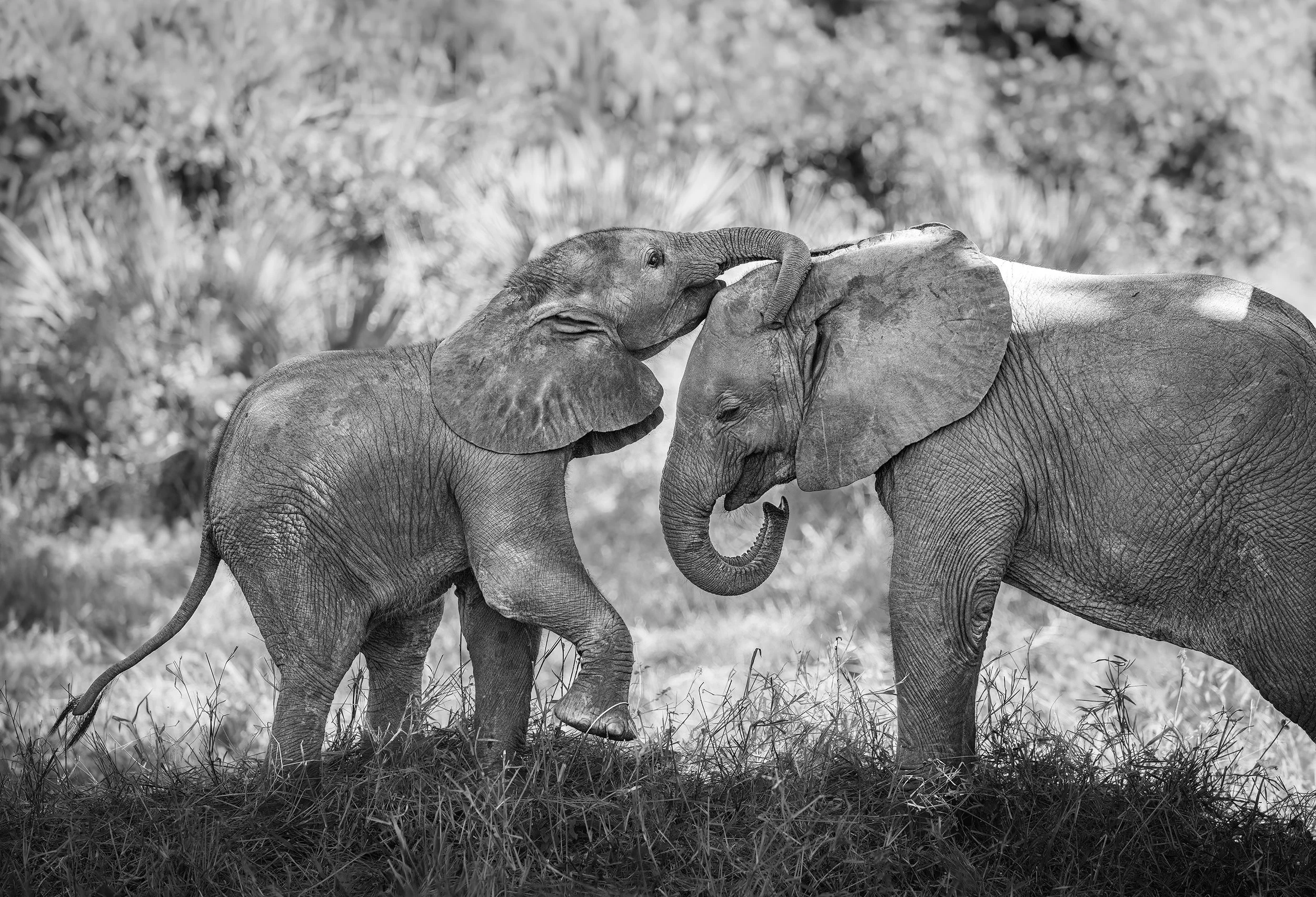 elephants-south-africa-followmenorth.jpg