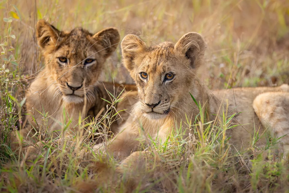Wildlife photography in Khwai — image 1