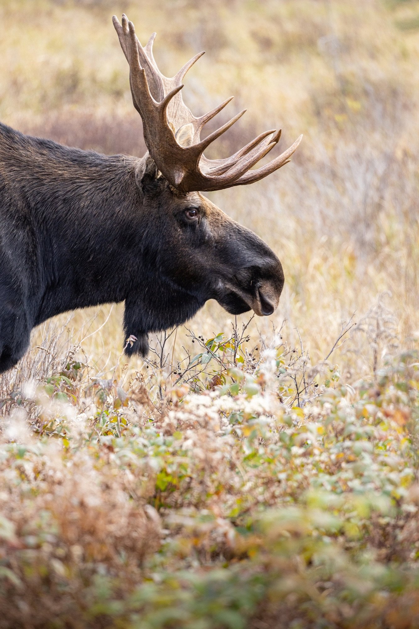 02 Bull moose in profile during the fall rut in Algonquin Park.jpg