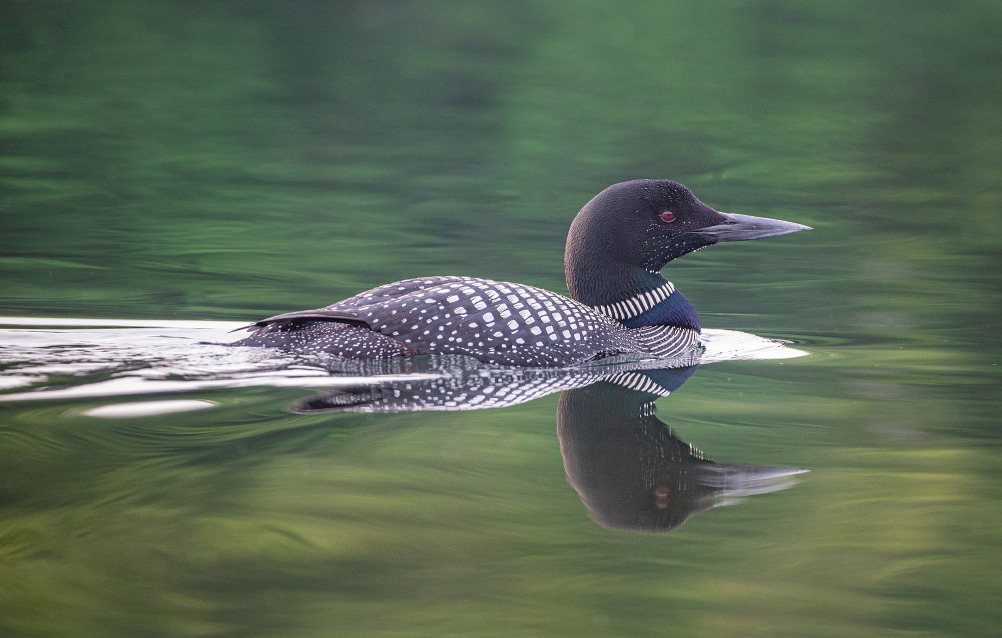 08 Common loon floating on a calm Algonquin Park lake.jpg