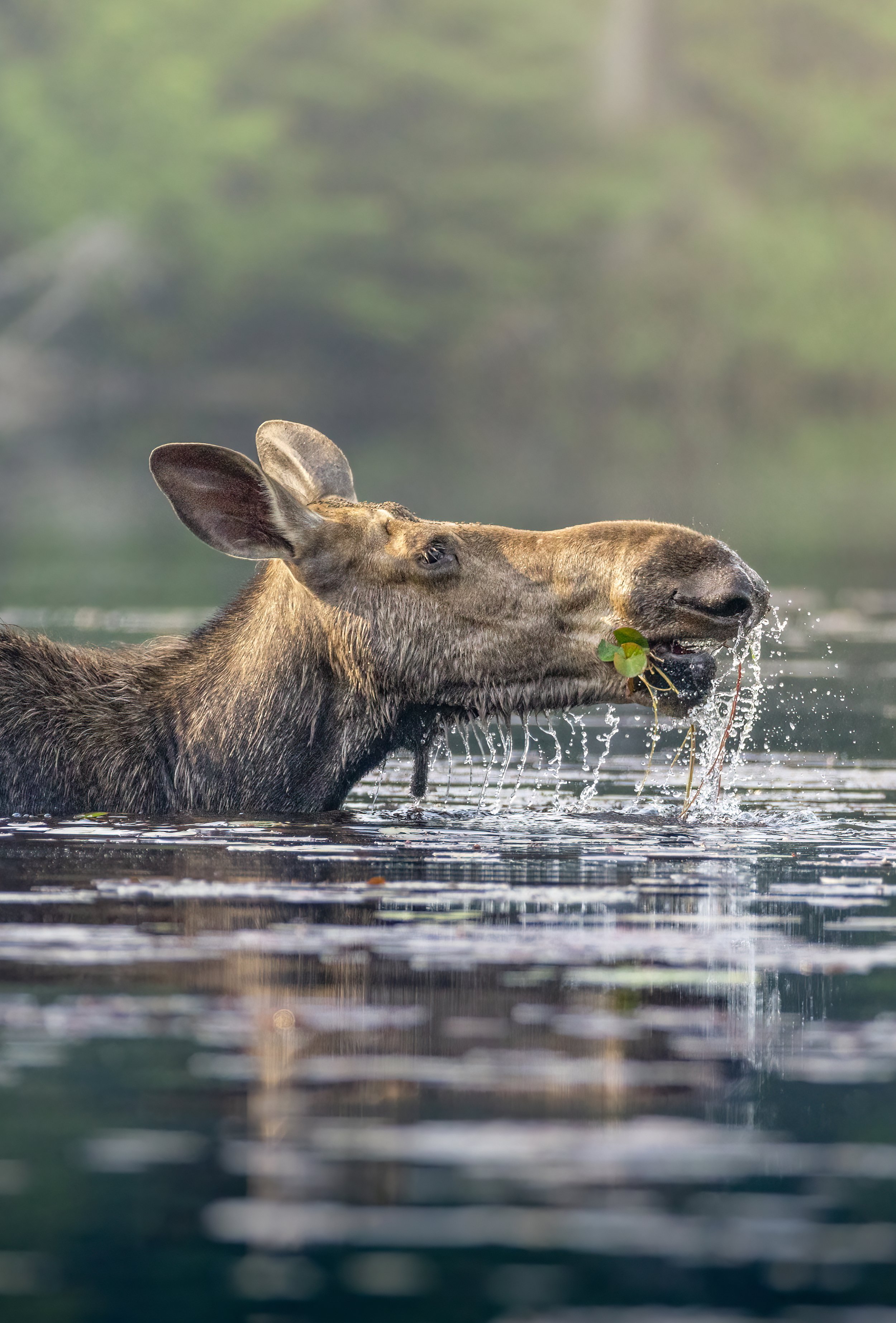 summer-cow-moose-backcountry-algonquin-park-followmenorth.jpg