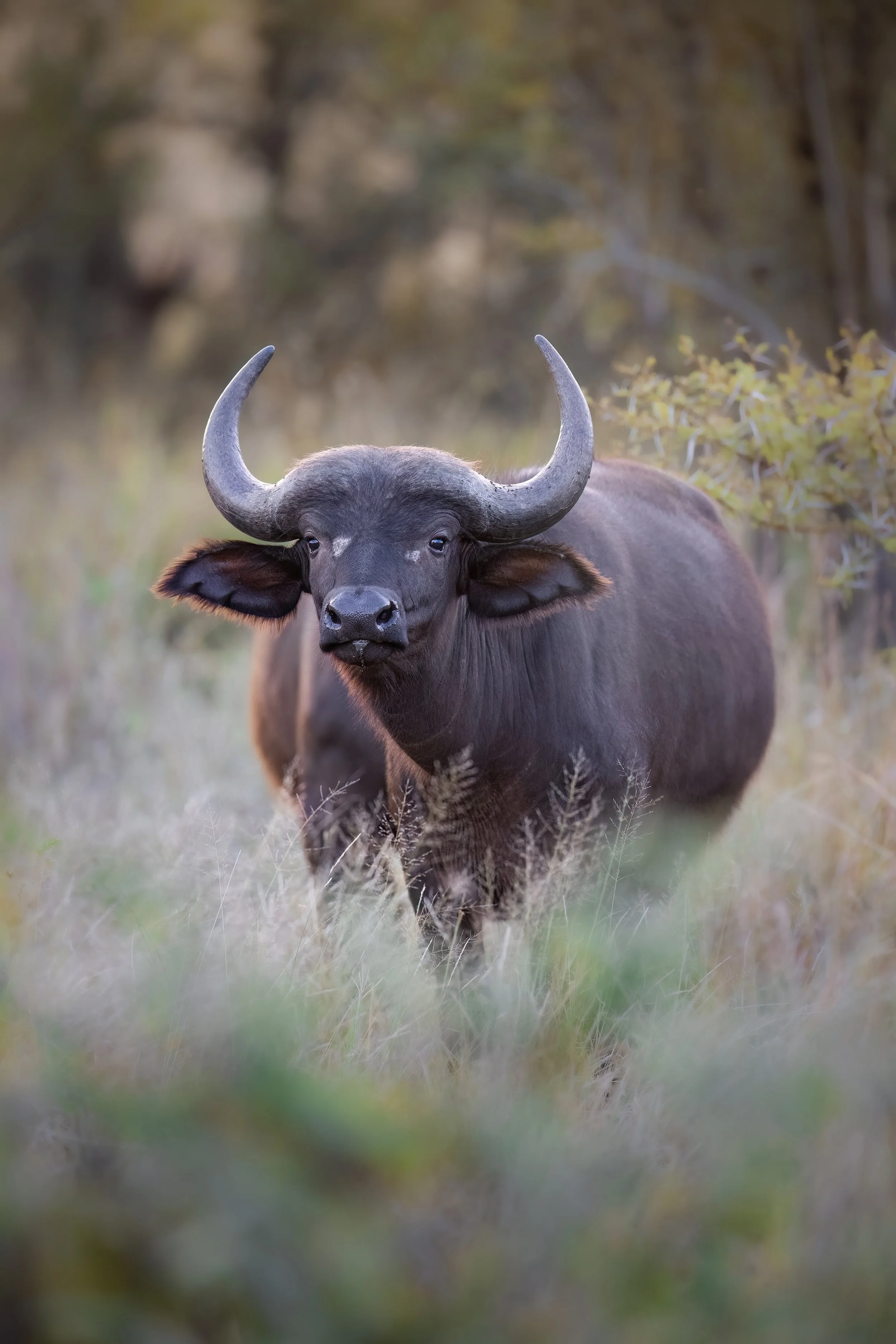 buffalo-south-africa-followmenorth.jpg