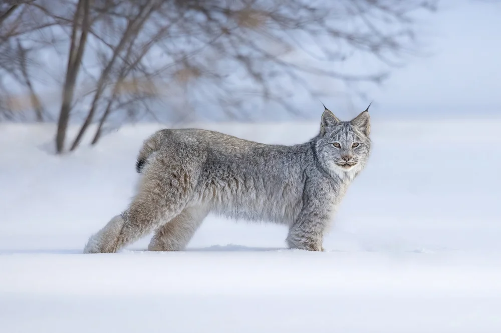Canada lynx kitten in deep winter snow, Algonquin Park