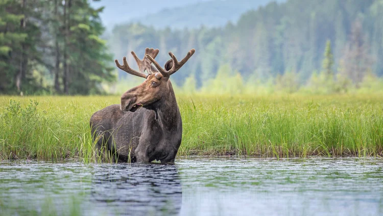 Bull moose standing in a pond during an Algonquin Park photography workshop