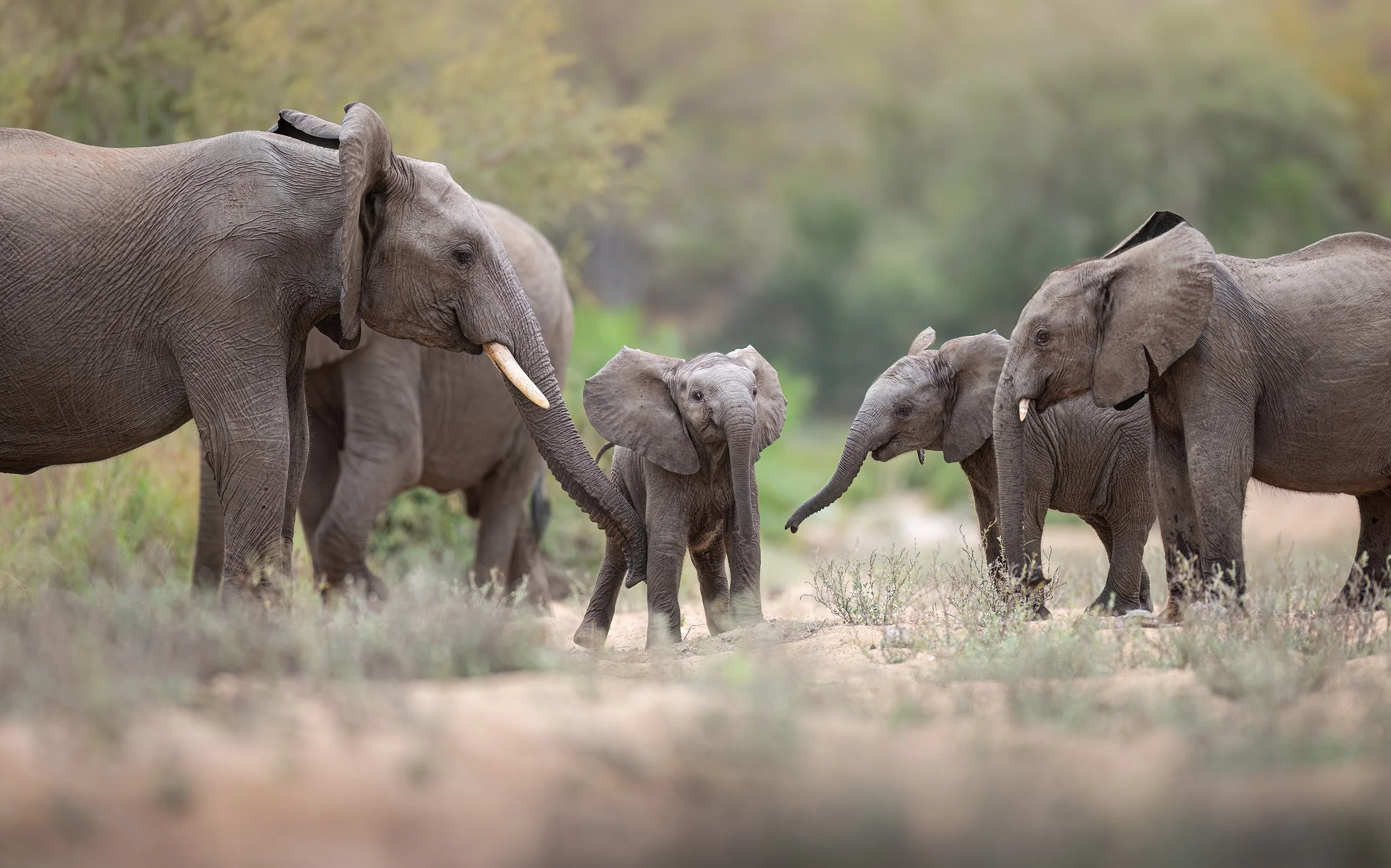 baby-elephant-herd-summer-south-africa-followmenorth.jpg