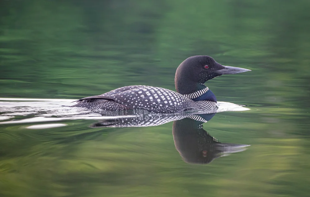 Common loon floating on a calm Algonquin Park lake