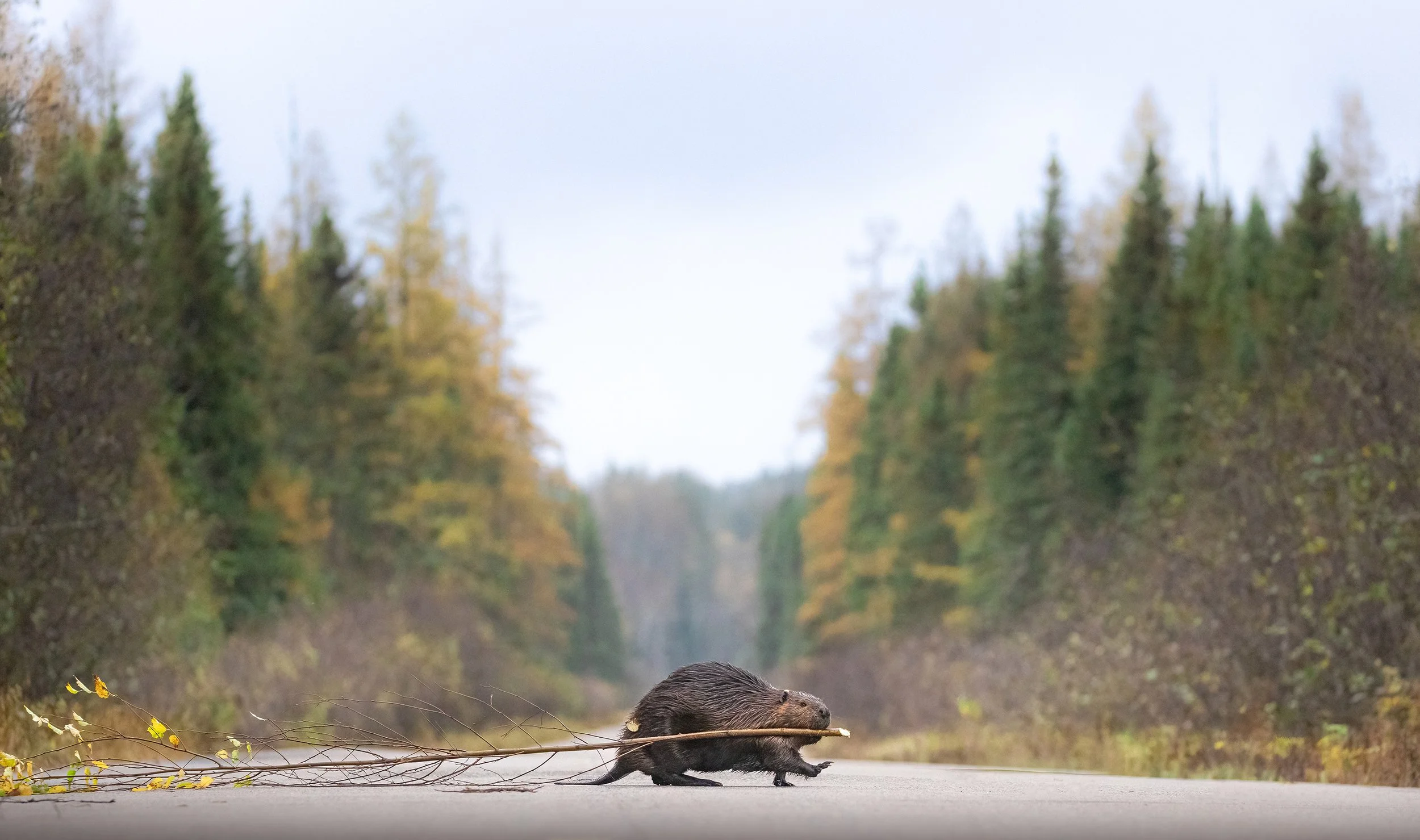 fall-beaver-crossing-algonquin-park-followmenorth.jpg