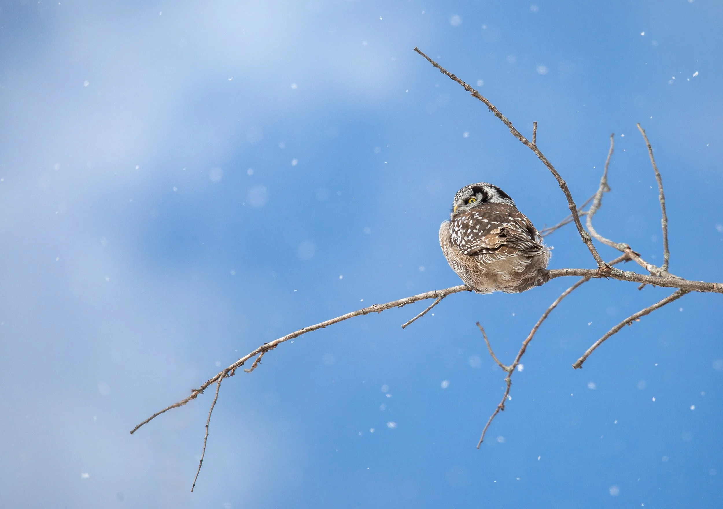 winter-hawk-owl-algonquin-park-followmenorth.jpg